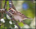 _3SB0962 lark sparrow
